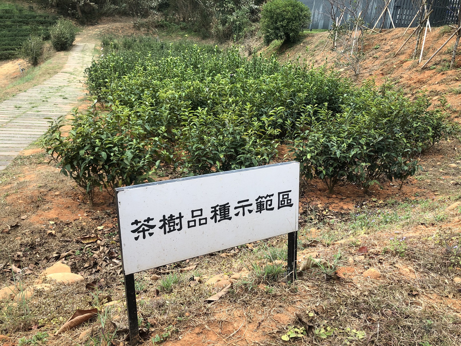 銅鑼茶廠-品種園